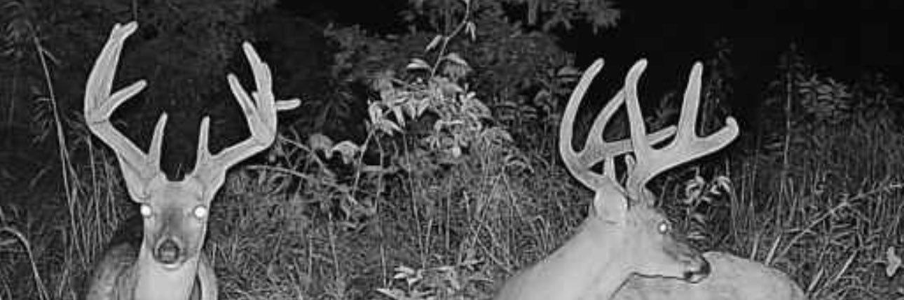 BOWIESTATE1's profile banner image