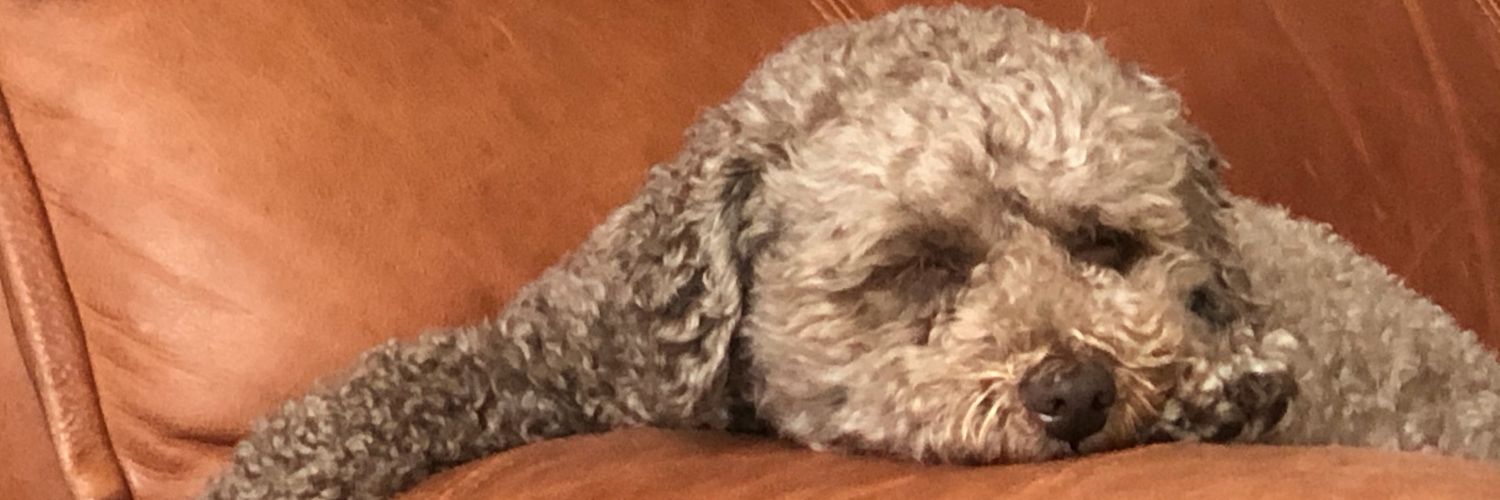 letsgoduke's profile banner image