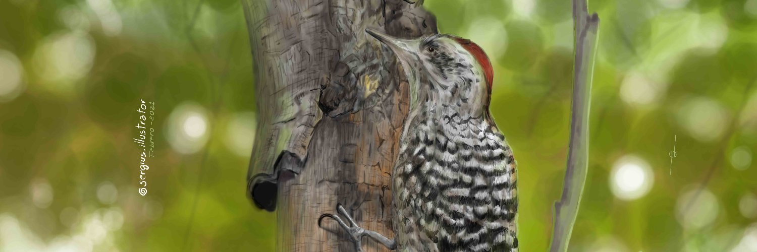 Sergius_ilustra's profile banner image