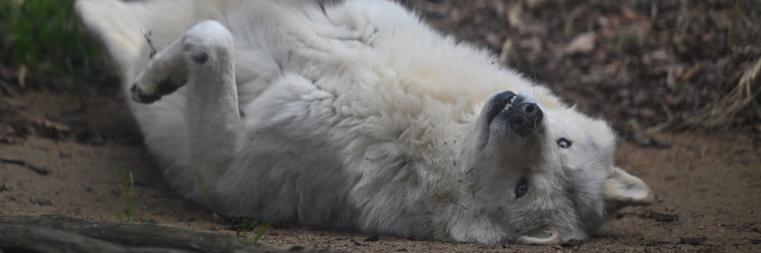 ぐれいうるふ banner