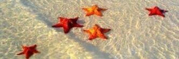 chiccamonopolii Profile Banner