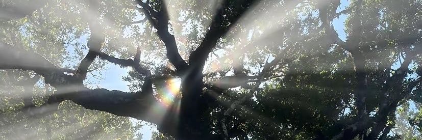 thraayah's profile banner image