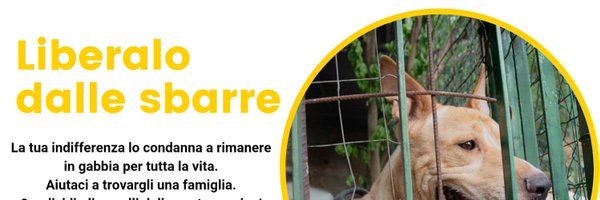 4zampeinvolo Profile Banner