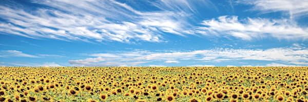 menoopiu's profile banner image