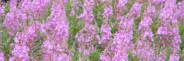 Beq Profile Banner