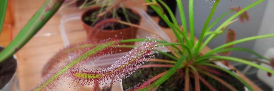 Richard Klein banner