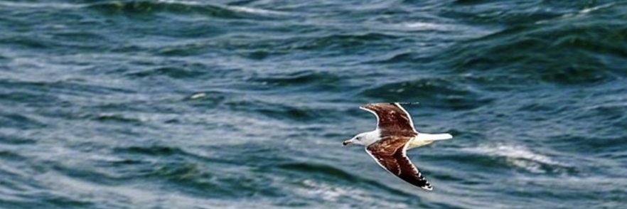 Linda banner