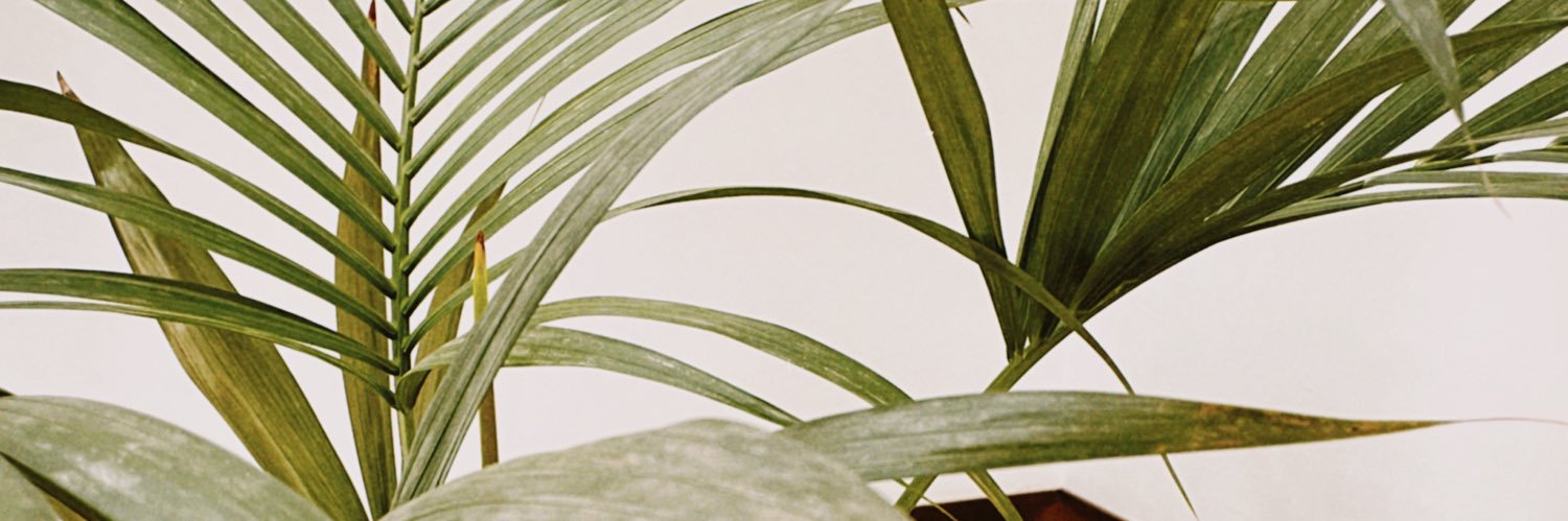 carolisaacn's profile banner image