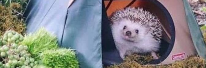 Meggasaurus13's profile banner image