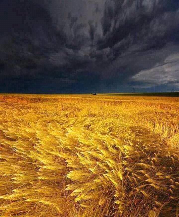 ніжний аромат чистої бавовни🇺🇦 banner