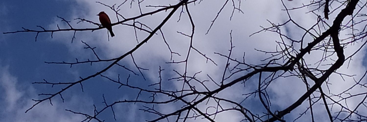GGonzalogermang's profile banner image