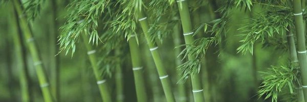 Bamboo Swap Profile Banner