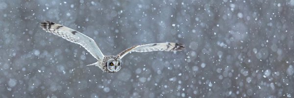 carboybb Profile Banner