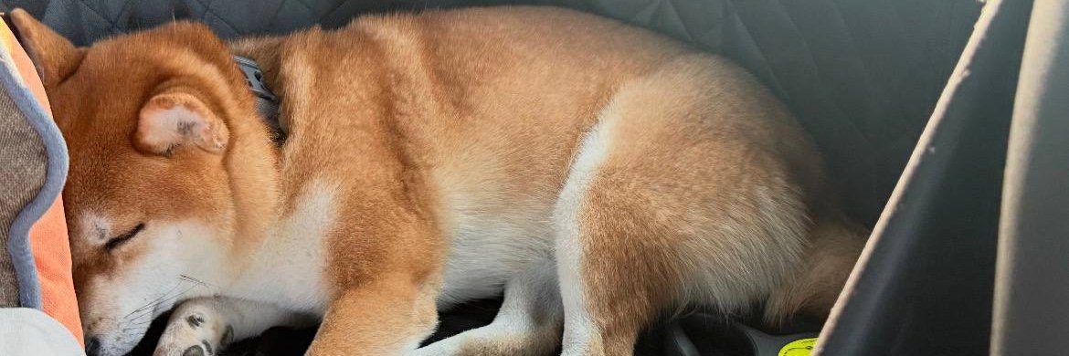 dgsdfg's profile banner image
