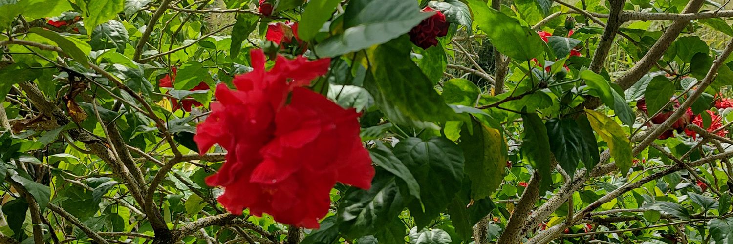 marquesmi1's profile banner image