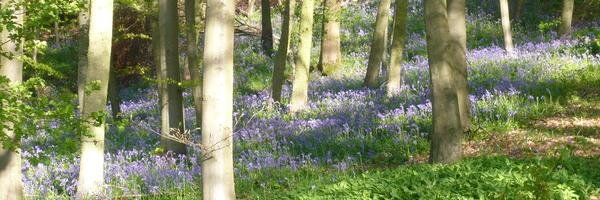 csbagnall Profile Banner