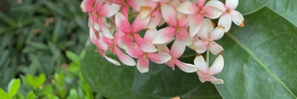 ذات النطاقين / إسراء الشعبي banner