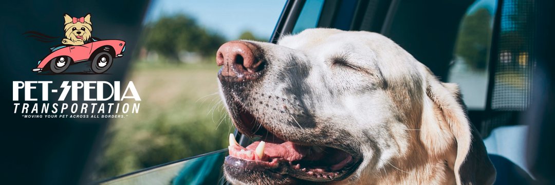 PetsPedia_'s profile banner image