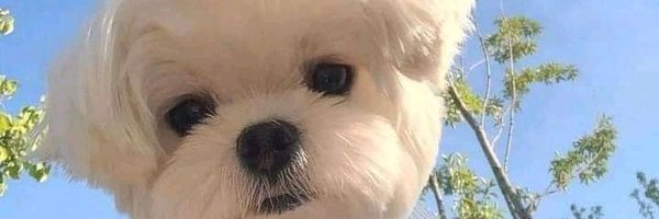 BlueeReedd Profile Banner