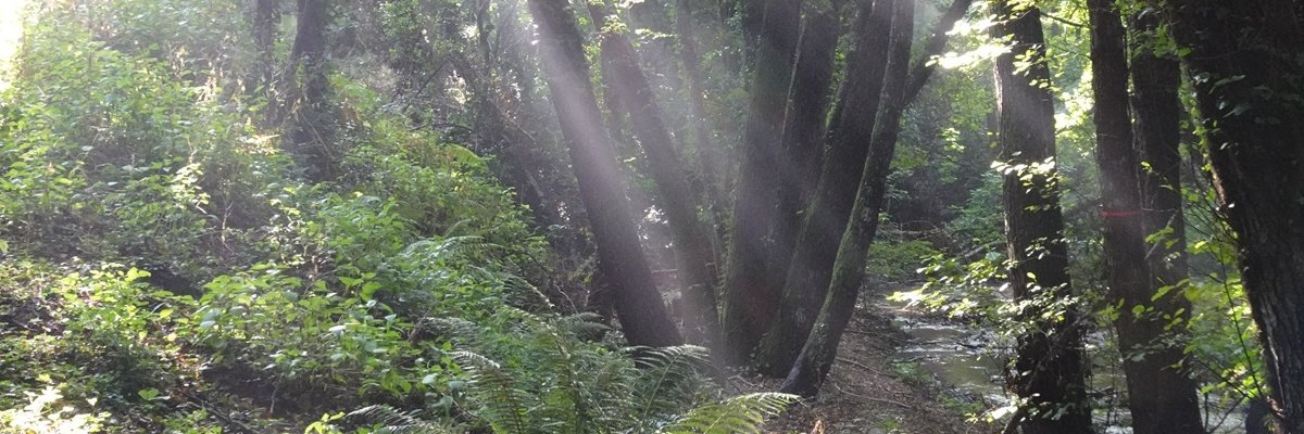 Felix 't Hart banner