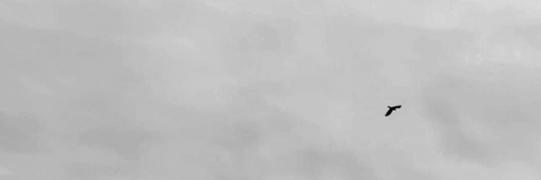 Elin banner