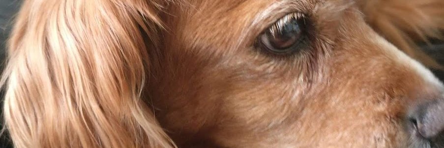 jblulli75's profile banner image