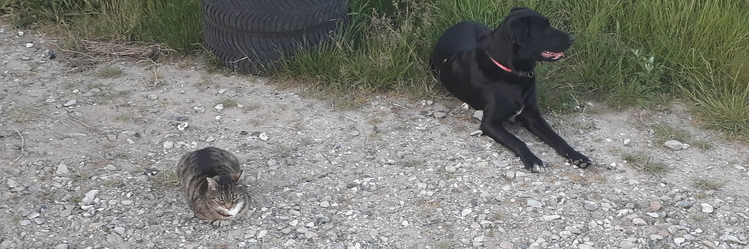 Caaaaaarl 💛💙 banner