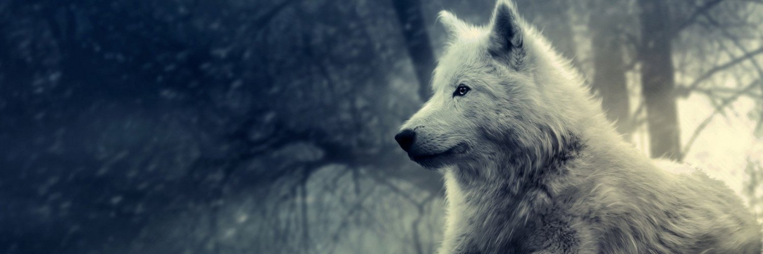 rufinohere's profile banner image