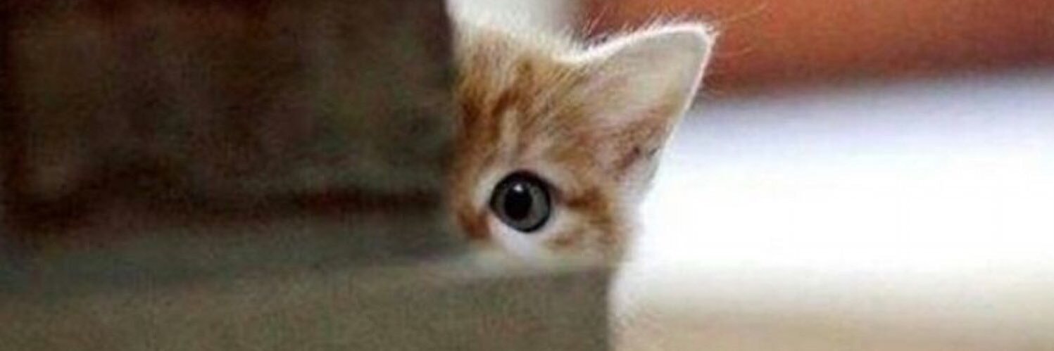 GuldenErol's profile banner image