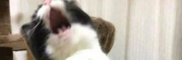 katkooooot44's profile banner image