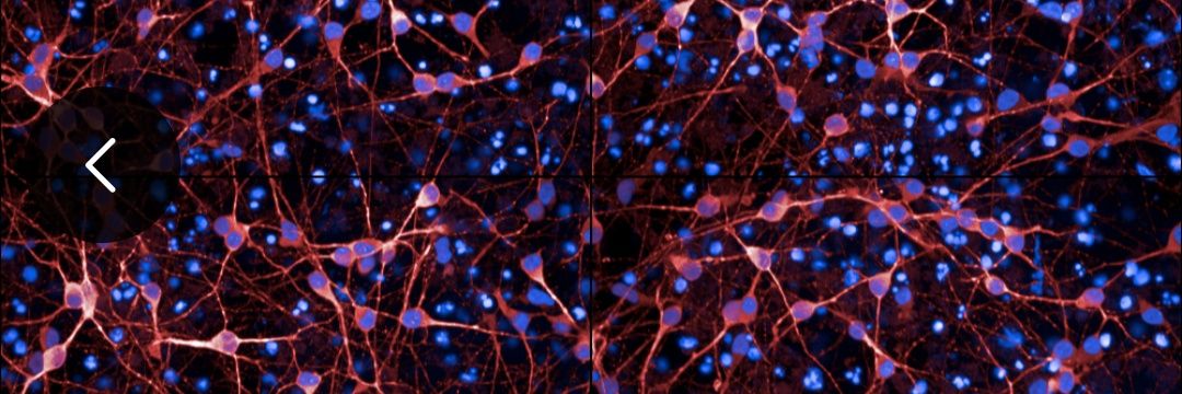 Viviana Macarelli banner