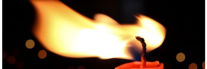 toad_spotted banner