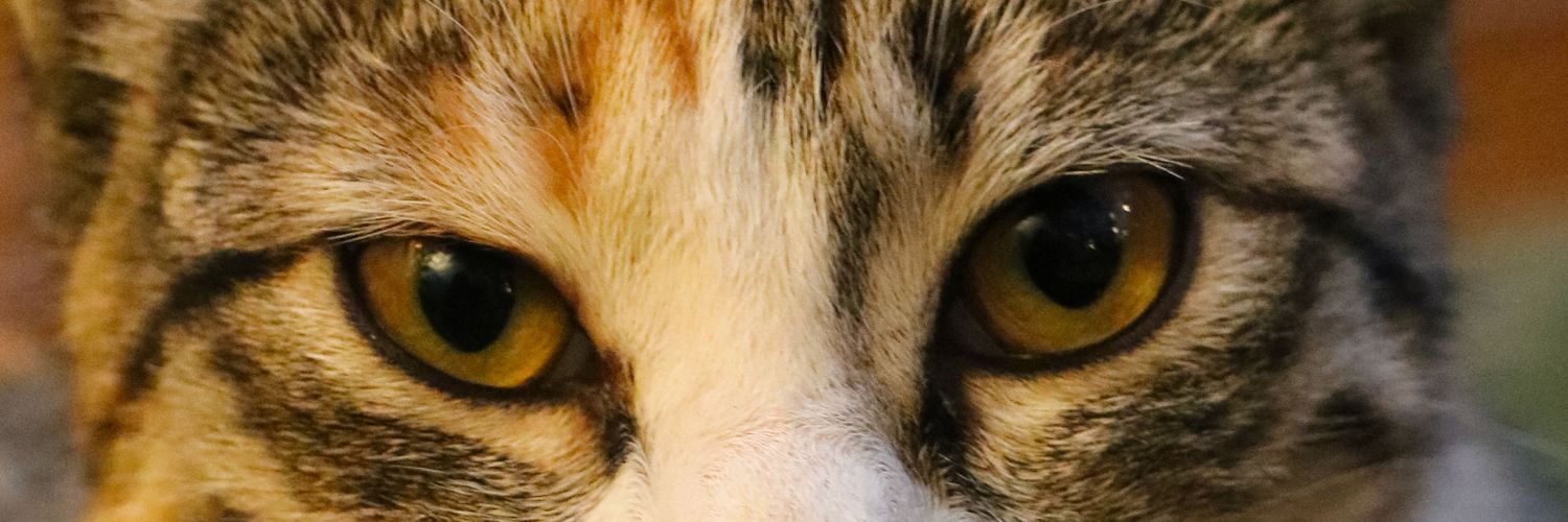 fahmeow82's profile banner image
