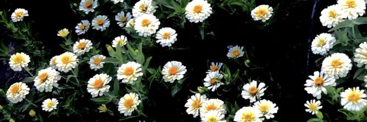_maiss6_'s profile banner image