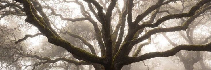 alex 🐈‍⬛ banner