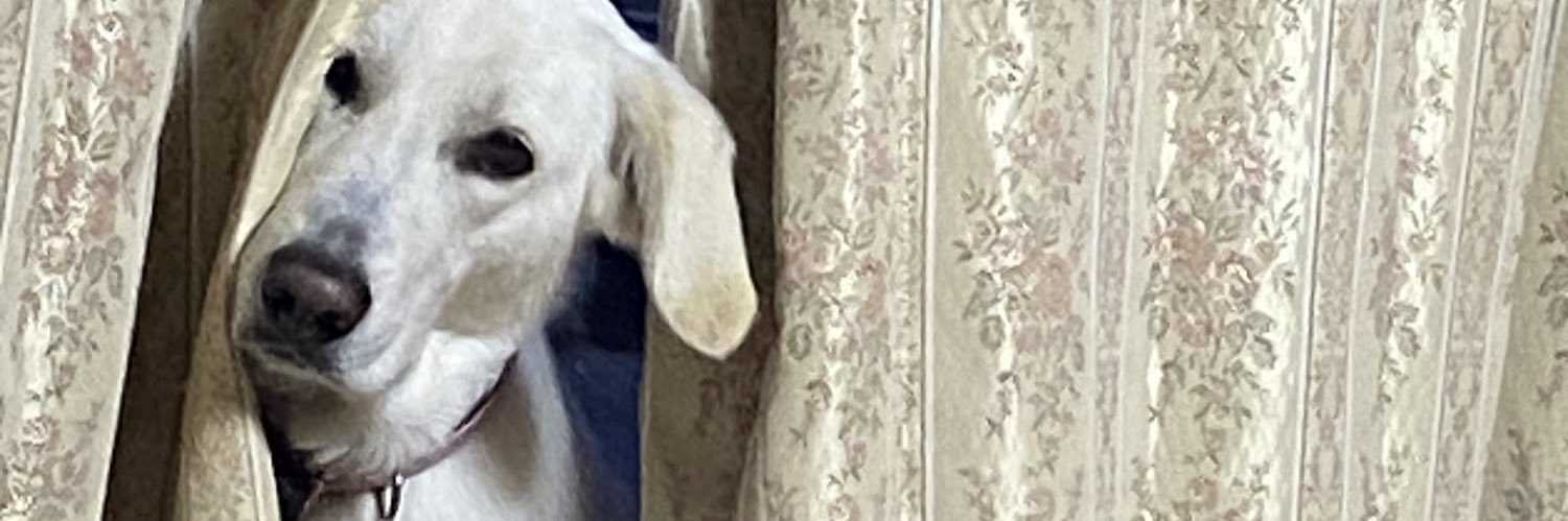 山田桜🌵yamadasakura.eth🍣 banner