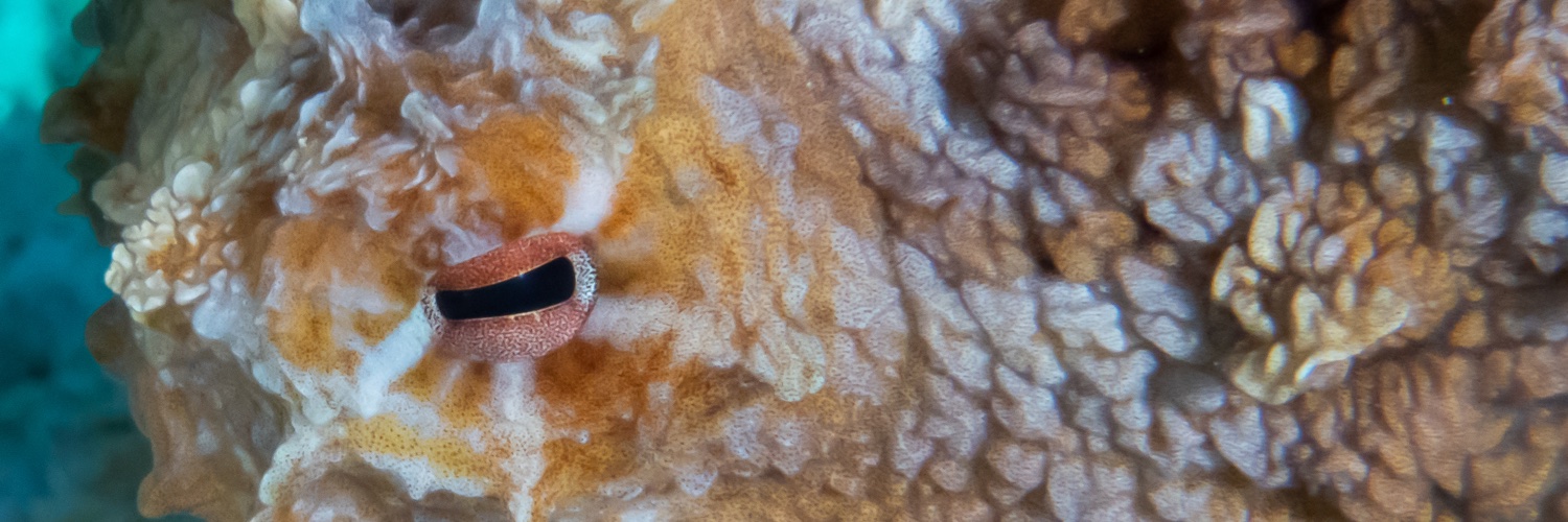 Call Of The Void Photography banner