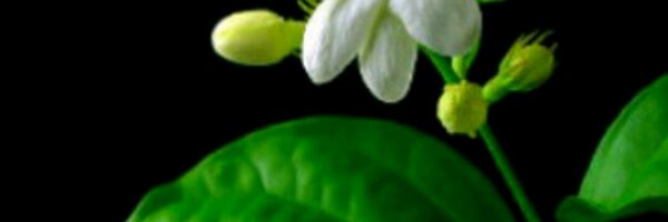 gandisuwarno Profile Banner