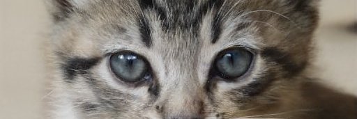 AngelaJ54570494's profile banner image