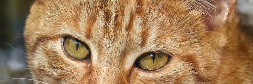 AmberHancox12's profile banner image