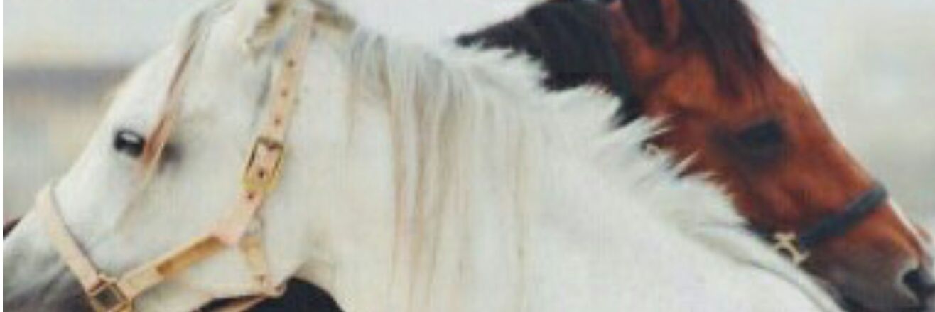 رهفℬ♣ banner