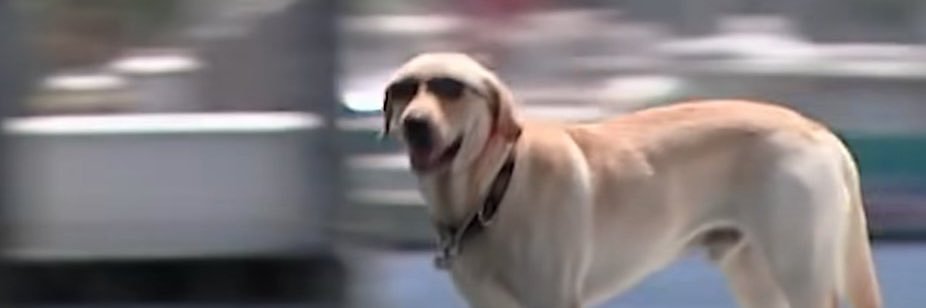 RealSatchmo's profile banner image