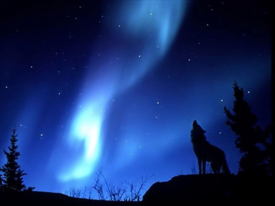 wolf__ryo's profile banner image