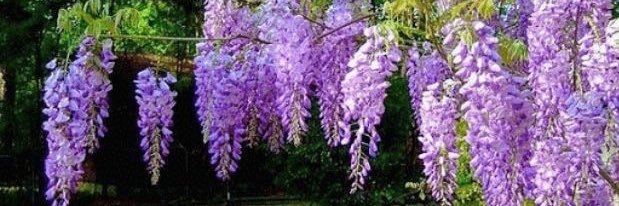 水月 Animal Rescue Service banner