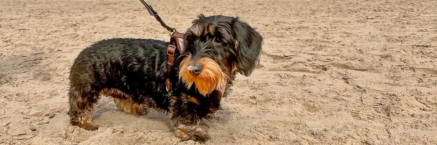 Princess Isabella Dachshund Profile Banner