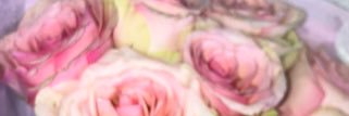 月宮 はな🌝🌸 banner