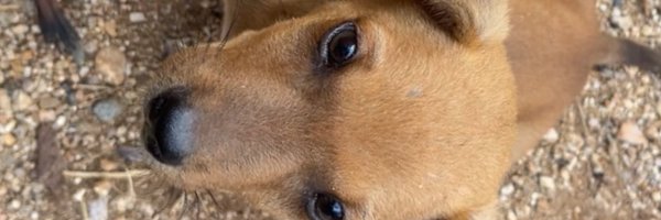 MeeMeeswanky Profile Banner