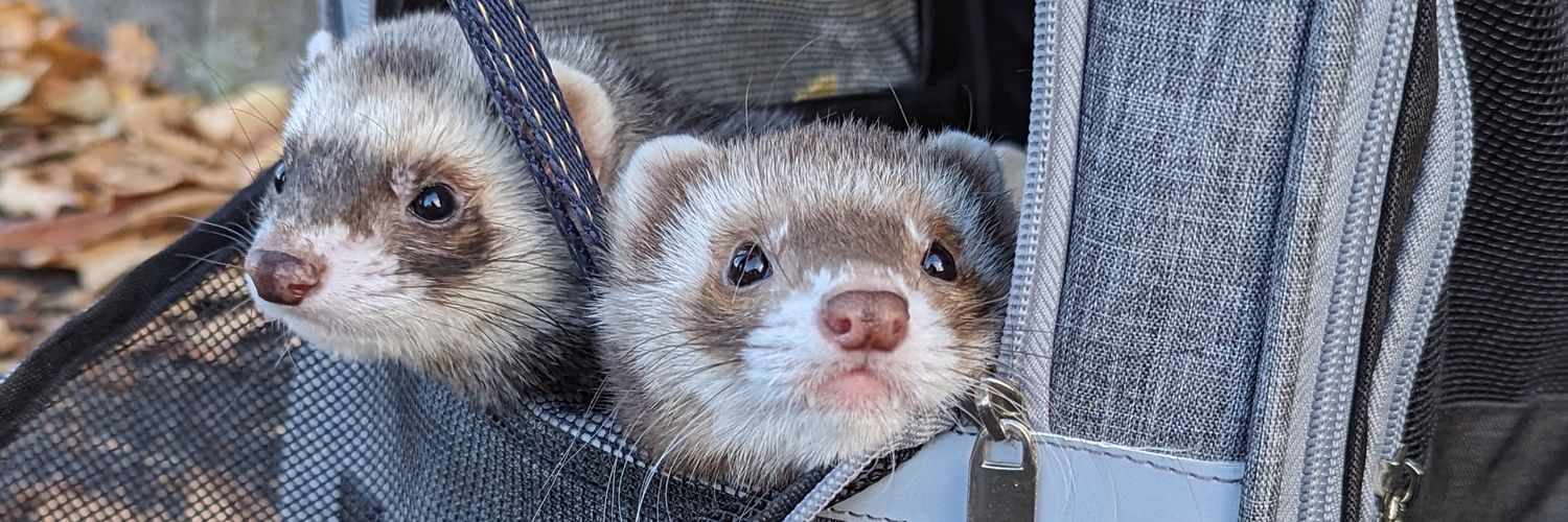 ソイ❍ferret soy's banner
