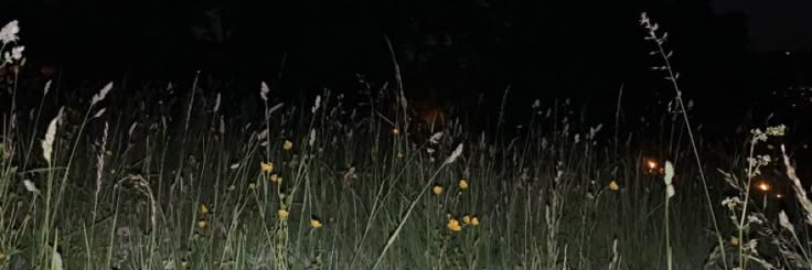 soilahcis's profile banner image