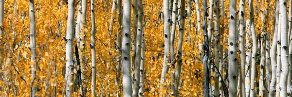 tlongpine Profile Banner